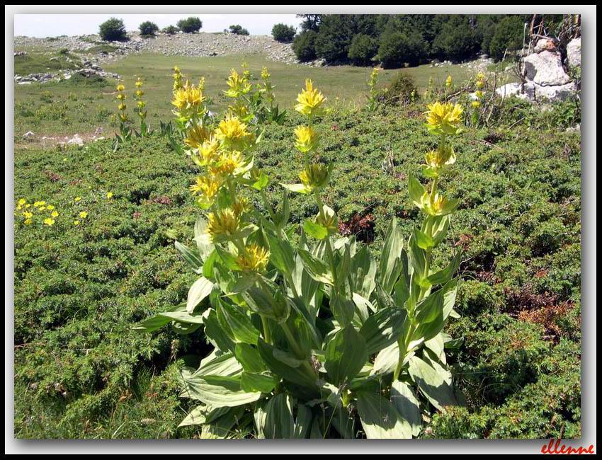 Gentiana lutea / Genziana maggiore, G. gialla